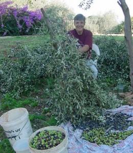 Donna_20picking_20olives_1__1_
