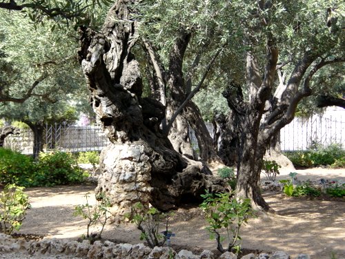 Gethsemane2