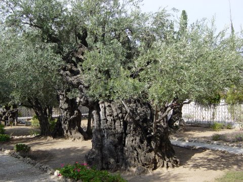 Gethsemane3_1__1_